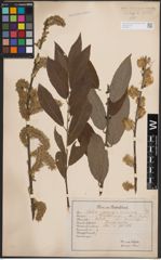 Foto von Salix caprea L. x Salix cinerea L.